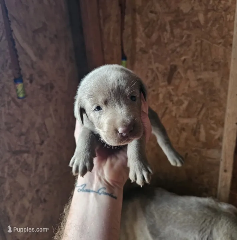 Stella – Labrador Retriever puppy for sale in Princeton, NC