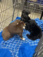 Bonnie, a female Chihuahua and Miniature Australian Shepherd for sale in Greenwood FL, GREENWOOD FL – 2 of 4