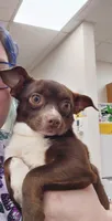 Stefan, a male Chihuahua and Miniature Australian Shepherd for sale in Greenwood FL, GREENWOOD FL – 5 of 6