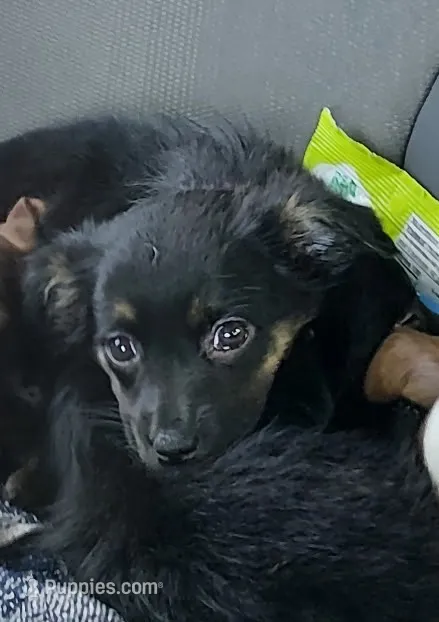 Bonnie – Chihuahua, Miniature Australian Shepherd puppy for sale in Greenwood FL