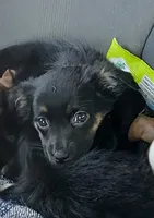 Bonnie, a female Chihuahua and Miniature Australian Shepherd for sale in Greenwood FL, GREENWOOD FL – 1 of 4