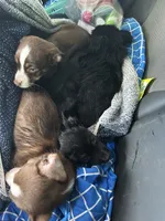 Elena, a female Chihuahua and Miniature Australian Shepherd for sale in Greenwood FL, GREENWOOD FL – 3 of 5
