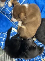 Damon , a male Chihuahua and Miniature Australian Shepherd for sale in Greenwood FL, GREENWOOD FL – 2 of 5