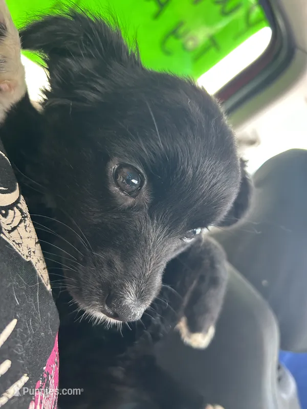 Damon  – Chihuahua, Miniature Australian Shepherd puppy for sale in Greenwood FL