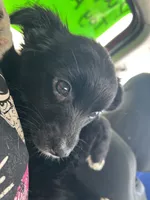 Damon , a male Chihuahua and Miniature Australian Shepherd for sale in Greenwood FL, GREENWOOD FL – 1 of 5