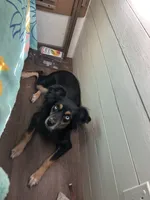 Bonnie, a female Chihuahua and Miniature Australian Shepherd for sale in Greenwood FL, GREENWOOD FL – 4 of 4