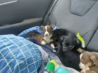 Elena, a female Chihuahua and Miniature Australian Shepherd for sale in Greenwood FL, GREENWOOD FL – 2 of 5
