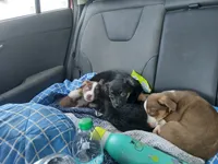Stefan, a male Chihuahua and Miniature Australian Shepherd for sale in Greenwood FL, GREENWOOD FL – 3 of 6