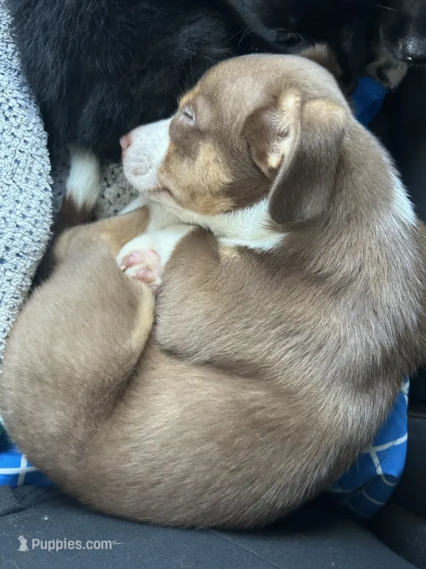 Stefan – Chihuahua, Miniature Australian Shepherd puppy for sale in Greenwood FL