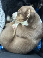 Stefan, a male Chihuahua and Miniature Australian Shepherd for sale in Greenwood FL, GREENWOOD FL – 1 of 6
