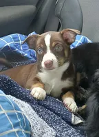 Elena, a female Chihuahua and Miniature Australian Shepherd for sale in Greenwood FL, GREENWOOD FL – 1 of 5