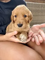 Nala (Light Brown) , a female Golden Retriever for sale in Paola, KS – 3 of 10