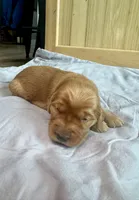 Aurora (Purple), a female Golden Retriever for sale in Paola, KS – 9 of 9