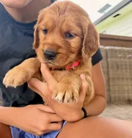 Stella (Pink) , a female Golden Retriever for sale in Paola, KS – 4 of 10