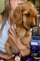 Belle (Yellow) , a female Golden Retriever for sale in Paola, KS – 7 of 10
