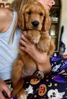 Belle (Yellow) , a female Golden Retriever for sale in Paola, KS – 8 of 10