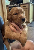 Charlotte (Aqua Blue), a female Golden Retriever for sale in Paola, KS – 6 of 10