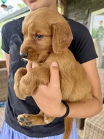 Jesse (Orange), a male Golden Retriever for sale in Paola, KS – 4 of 10