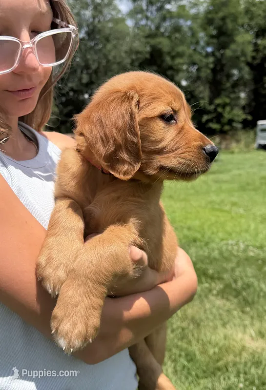 Stella (Pink)  – Golden Retriever puppy for sale in Paola, KS