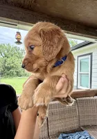 Charlotte (Aqua Blue), a female Golden Retriever for sale in Paola, KS – 3 of 10