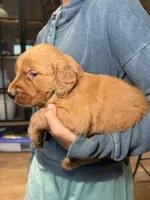 Sully (Light Blue) , a male Golden Retriever for sale in Paola, KS – 8 of 8
