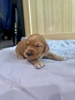 Stella (Pink) , a female Golden Retriever for sale in Paola, KS – 4 of 9