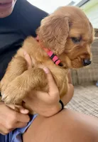 Stella (Pink) , a female Golden Retriever for sale in Paola, KS – 3 of 10