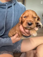 Stella (Pink) , a female Golden Retriever for sale in Paola, KS – 8 of 9