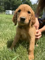 Alice (White) , a female Golden Retriever for sale in Paola, KS – 4 of 7