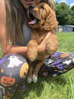 Belle (Yellow) , a female Golden Retriever for sale in Paola, KS – 9 of 10