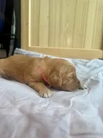 Stella (Pink) , a female Golden Retriever for sale in Paola, KS – 7 of 9