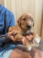 Nala (Light Brown) , a female Golden Retriever for sale in Paola, KS – 6 of 10