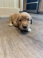 Nala (Light Brown) , a female Golden Retriever for sale in Paola, KS – 8 of 10
