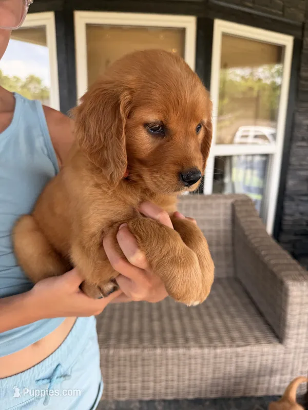 Stella (Pink)  – Golden Retriever puppy for sale in Paola, KS