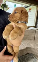 Alice (White) , a female Golden Retriever for sale in Paola, KS – 4 of 8