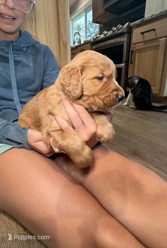 Sully (Light Blue)  – Golden Retriever puppy for sale in Paola, KS