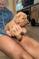 Sully (Light Blue) , a male Golden Retriever for sale in Paola, KS – 1 of 8