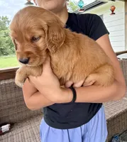 Alice (White) , a female Golden Retriever for sale in Paola, KS – 5 of 8