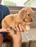 Nala (Light Brown) , a female Golden Retriever for sale in Paola, KS – 1 of 10