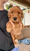 Belle (Yellow) , a female Golden Retriever for sale in Paola, KS – 9 of 10