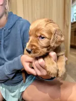 Jesse (Orange), a male Golden Retriever for sale in Paola, KS – 8 of 10