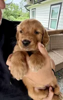Alice (White) , a female Golden Retriever for sale in Paola, KS – 3 of 8