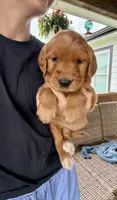 Belle (Yellow) , a female Golden Retriever for sale in Paola, KS – 2 of 10