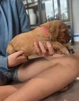 Stella (Pink) , a female Golden Retriever for sale in Paola, KS – 5 of 9
