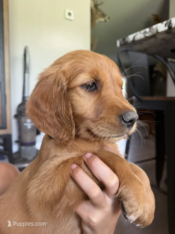 Alice (White)  – Golden Retriever puppy for sale in Paola, KS