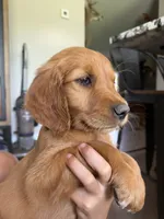 Alice (White) , a female Golden Retriever for sale in Paola, KS – 1 of 7