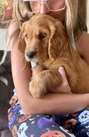 Belle (Yellow) , a female Golden Retriever for sale in Paola, KS – 6 of 10
