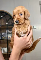 Jesse (Orange), a male Golden Retriever for sale in Paola, KS – 5 of 10