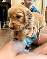 Charlotte (Aqua Blue), a female Golden Retriever for sale in Paola, KS – 7 of 10