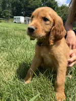 Alice (White) , a female Golden Retriever for sale in Paola, KS – 7 of 7